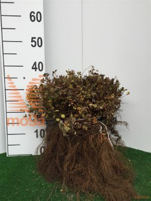http://twentheplant.nl/tsd/76451_SPJGOLDM_B202020030_1.jpg