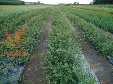 http://twentheplant.nl/tsd/76451_SPVANHOU_B202040060_1.jpg
