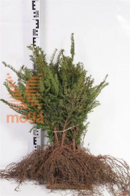 http://twentheplant.nl/tsd/76451_TABACCAT_B422030040_1.jpg