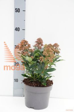http://twentheplant.nl/tsd/90551_SKJROPTI_8P17020025_1.jpg