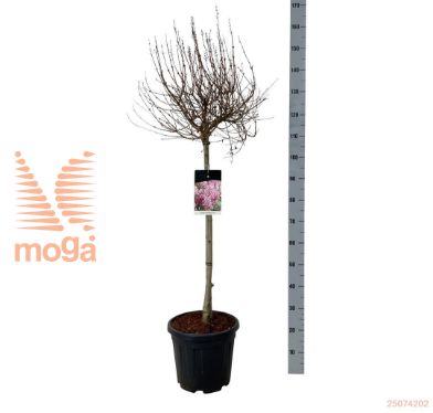 http://twentheplant.nl/tsd/55037_SYFPINK_s080c15_1.jpg