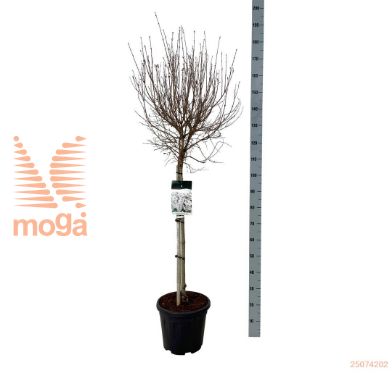 http://twentheplant.nl/tsd/55037_SYFWHITE_s080c15_1.jpg