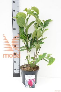 http://twentheplant.nl/tsd/55836_MARICKI_8P23050070_1.jpg