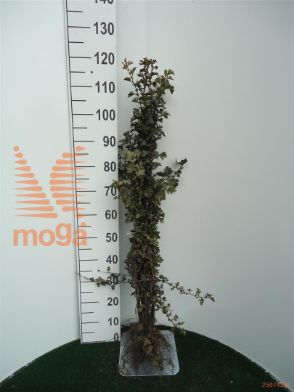 http://twentheplant.nl/tsd/76451_CRMONOGY_B211060100_1.jpg
