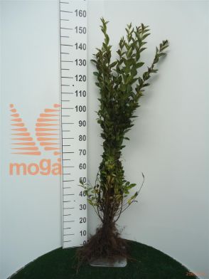 http://twentheplant.nl/tsd/76451_LIOVALIF_B202080100_1.jpg