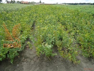 http://twentheplant.nl/tsd/76451_PHOPULIF_B211040060_1.jpg