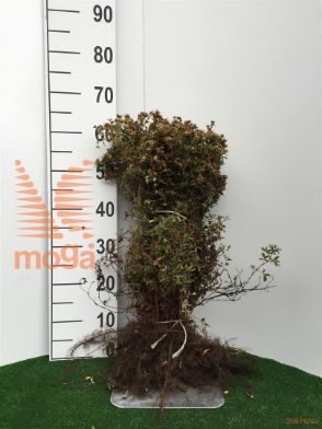 http://twentheplant.nl/tsd/76451_POFGOLDF_b101030050_1.jpg