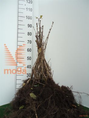 http://twentheplant.nl/tsd/76451_SYVULGAR_b312040060_1.jpg
