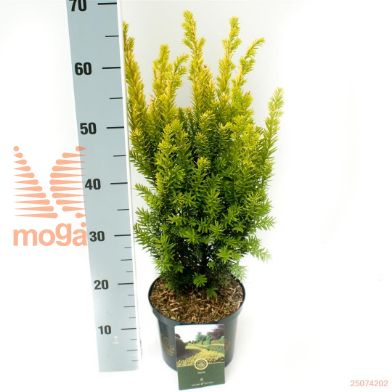 http://twentheplant.nl/tsd/88854_TABJSUNR_8P18030040_1.jpg