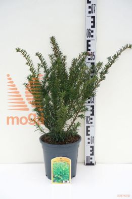 http://twentheplant.nl/tsd/68225_TAMGMOUN_8P19040050_1.jpg