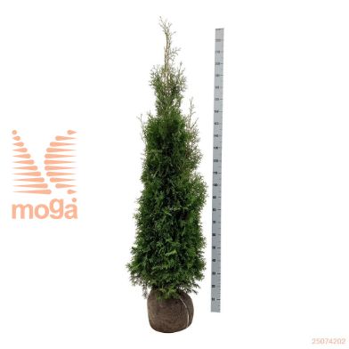 http://twentheplant.nl/tsd/53713_THOKBRAB_K160180E_1.jpg