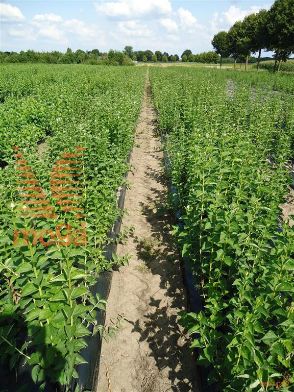http://twentheplant.nl/tsd/76451_PHCORONA_B202060100_1.jpg