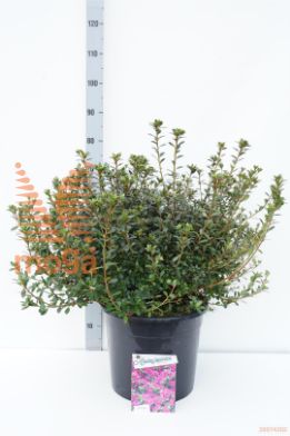 http://twentheplant.nl/tsd/55836_RHAMOENA_9c20050060_1.jpg