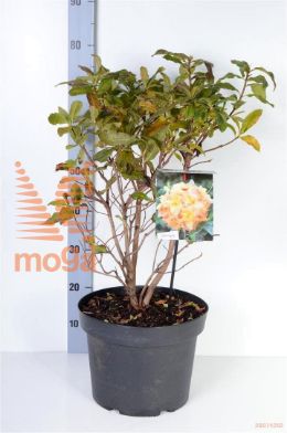 http://twentheplant.nl/tsd/55836_RHANNEKE_9C10040050_2.jpg