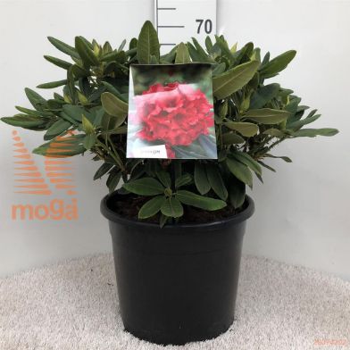 http://twentheplant.nl/tsd/55836_RHDOPEY_9c20040050_1.jpg