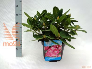 http://twentheplant.nl/tsd/55836_RHGERMAN_9C10040050_1.jpg