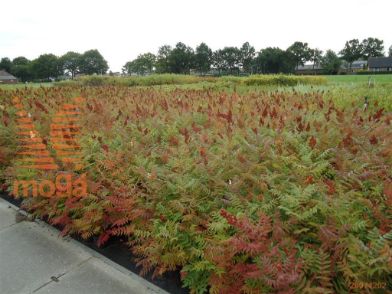 http://twentheplant.nl/tsd/76451_SOSORBIF_B211060080_1.jpg