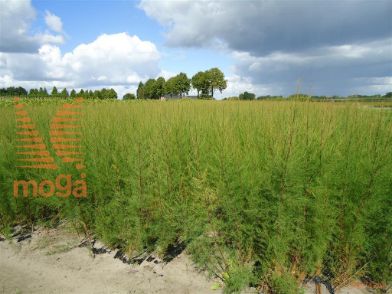 http://twentheplant.nl/tsd/76451_TATETRAN_B202060080_1.jpg