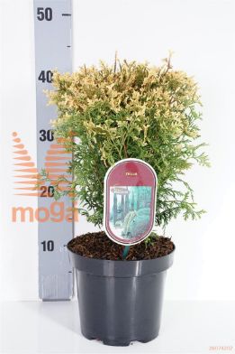http://twentheplant.nl/tsd/88854_THOPICAD_8P18020025_1.jpg