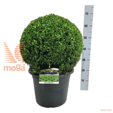 http://twentheplant.nl/tsd/55028_BUSEMPER_VBL4045C15A_1.jpg