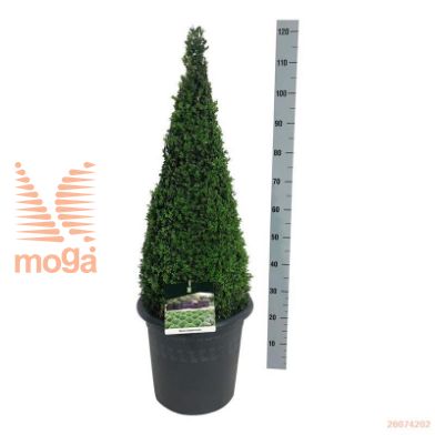 http://twentheplant.nl/tsd/55028_BUSEMPER_VP8090C15DE_1.jpg