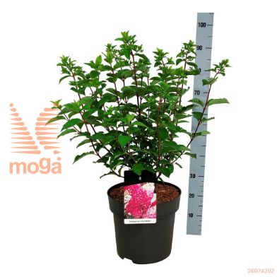 http://twentheplant.nl/tsd/55037_HYPFMELB_9c15050060_2.jpg