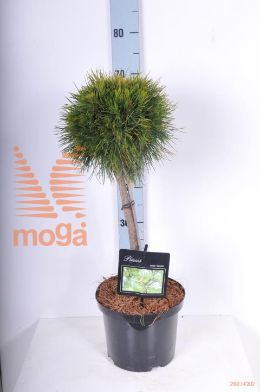 http://twentheplant.nl/tsd/70712_PIMVAREL_S040P23_1.jpg