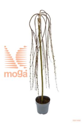 http://twentheplant.nl/tsd/82093_SACKILMA_S120P262J_1.jpg