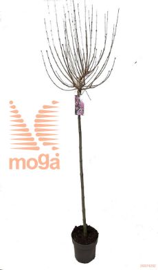 http://twentheplant.nl/tsd/82093_SYMPALIB_S120P262J_1.jpg