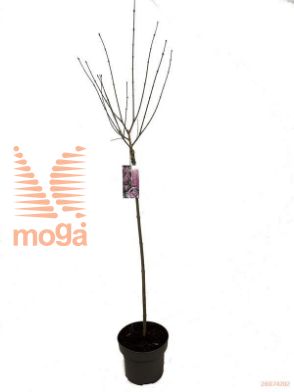 http://twentheplant.nl/tsd/82093_SYMPALIB_S080P23_1.jpg