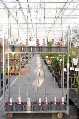 http://twentheplant.nl/tsd/82093_SYVDPURP_S060P19_1.jpg