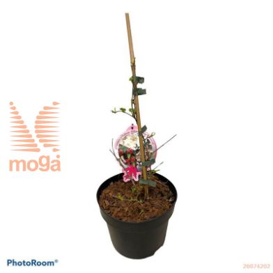 http://twentheplant.nl/tsd/82093_VIPKSUNR_8P19040050_1.jpg