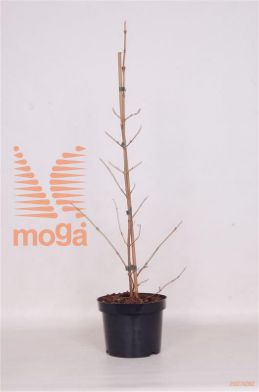 http://twentheplant.nl/tsd/82093_VIPKILIM_8P19050060_1.jpg