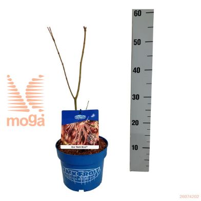 http://twentheplant.nl/tsd/70712_ACPNWIND_8p19040050_1.jpg