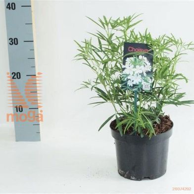 http://twentheplant.nl/tsd/88050_CHAPEARL_8P17020025_1.jpg