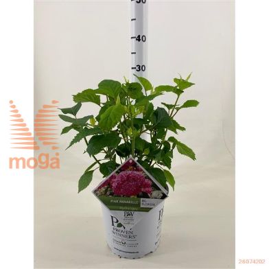 http://twentheplant.nl/tsd/76218_HYAPANNA_8p19030040_1.jpg