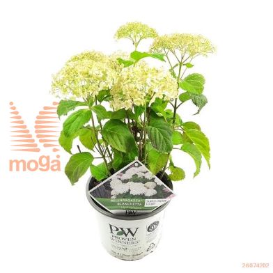 http://twentheplant.nl/tsd/76218_HYBBLANC_8P19030040_2.jpg