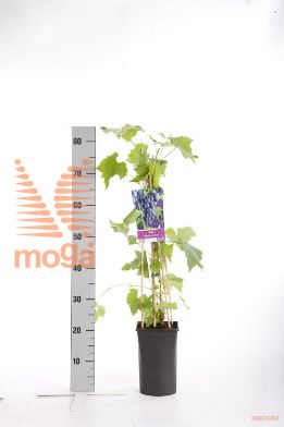 http://twentheplant.nl/tsd/90550_VIBGLORY_8PSP_1.jpg