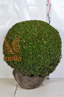 http://twentheplant.nl/tsd/75506_BUSEMPER_VBL70KL_1.jpg