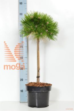 http://twentheplant.nl/tsd/70712_PIDLGLOW_S040P23_2.jpg
