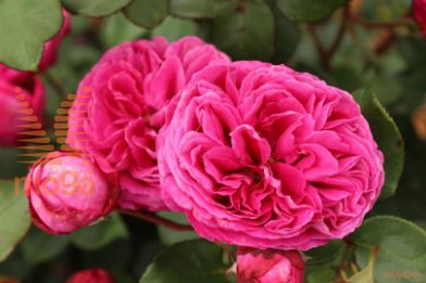 http://twentheplant.nl/tsd/74813_ROFCAROL_s090p26_1.jpg