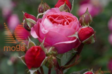 http://twentheplant.nl/tsd/74813_ROGMJOSE_s090p26_1.jpg