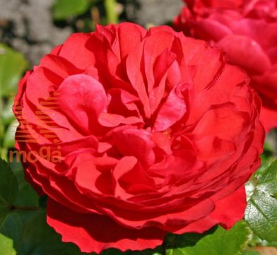 http://twentheplant.nl/tsd/74813_ROSCGRIL_S090P26_2.jpg
