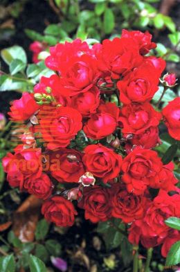 http://twentheplant.nl/tsd/74813_ROFKING_S070P26_1.jpg
