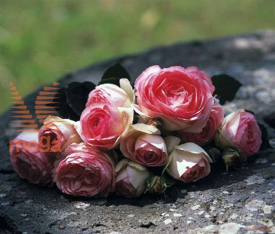 http://twentheplant.nl/tsd/74813_ROEROSE_S090P26_1.jpg
