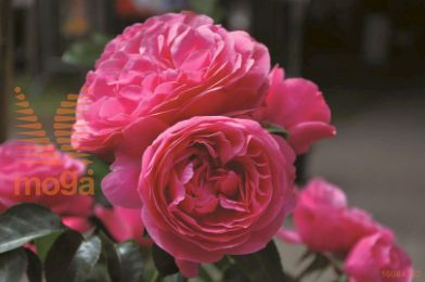 http://twentheplant.nl/tsd/74813_ROLDVINC_S050P23_1.jpg