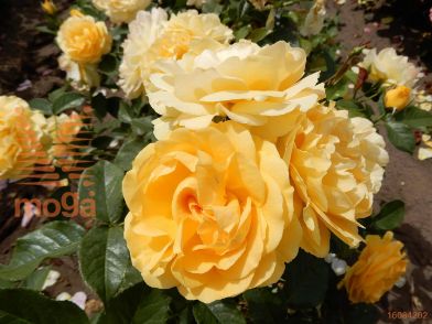 http://twentheplant.nl/tsd/74813_ROAFABUL_S050P23_1.jpg