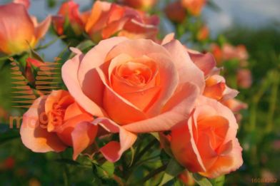 http://twentheplant.nl/tsd/74813_ROAPRIKO_S070P26_1.jpg