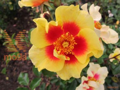 http://twentheplant.nl/tsd/74813_ROETIGER_8p19_1.jpg