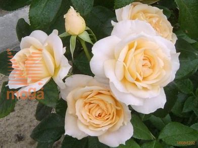 http://twentheplant.nl/tsd/74813_ROSLROSE_S050P23_1.jpg